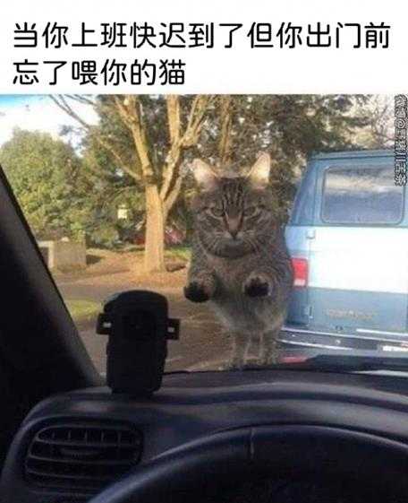 让你见识下二次元入口 囧图 这就是猫德学院满分学员?